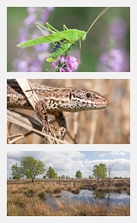 Sikkelsprinkhaan, levendbarende hagedis en het Bargerveen - foto's Jelger Herder