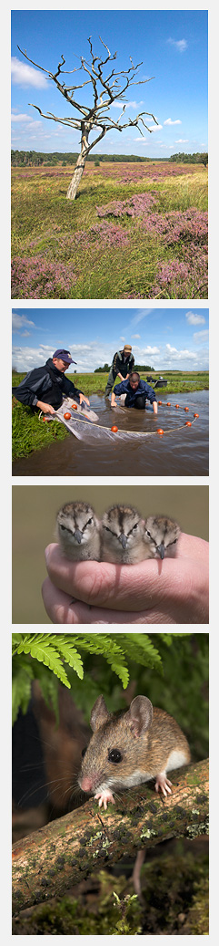 Kroondomeinen, visonderzoek, vogelonderzoek en bosmuis - foto's Jelger Herder