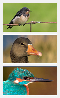 Boerenzwaluw, grauwe gans, ijsvogel - foto's Jelger Herder