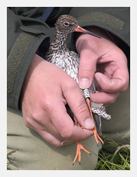 Kleurringen tureluur - foto Jelger Herder